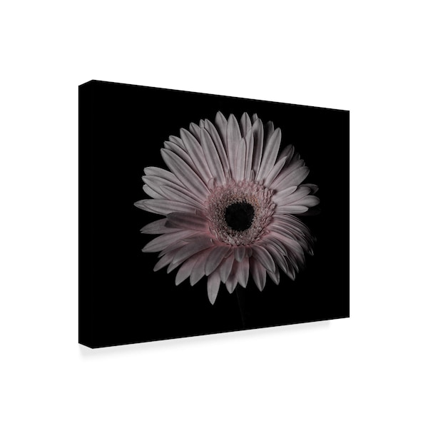 Lori Hutchison 'Gerber Daisy Pink' Canvas Art,35x47